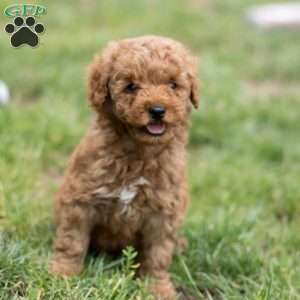 Fig, Mini Goldendoodle Puppy
